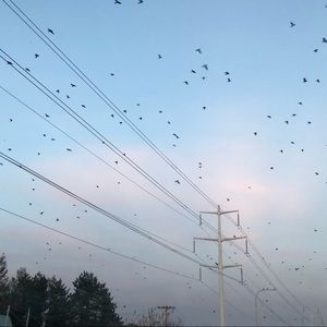 Meet your Posher, Sydney